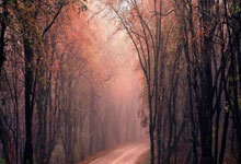 亚洲杯足球赛决赛战役激烈，胜者屹立